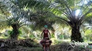 Sudah 692 Ribu Hektar Lebih Perkebunan Sawit Perusahaan yang Tersertifikasi ISPO di Riau