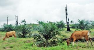 Sapi Dianggap Hama Menyulitkan Pengembangan Siska di Riau