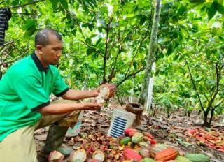 Sawit vs Kakao: Menyoal Ironi Petani di Bengkulu