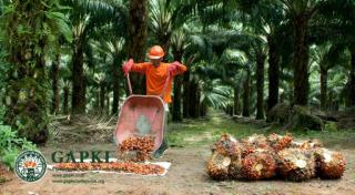Praktisi Ini Sebut Non-ilmiah Perkebunan Sawit Tidak Bisa Dikembangkan di Pulau Jawa 